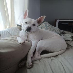 /images/pets/original/2131714_85488_Internet_20230710_143035_2.webp