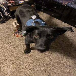 adoptable Dog in Boise, ID named Titan