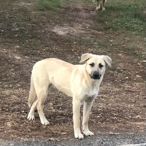adoptable Dog in Ronda, NC named Bonnie and Ivy
