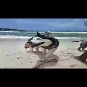 /images/pets/original/2133429_actual_two.webp