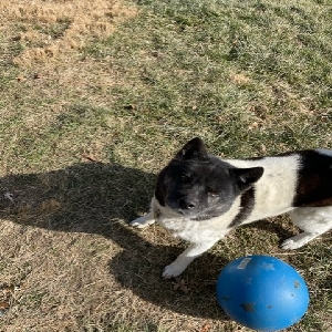 adoptable Dog in Peculiar, MO named Chica