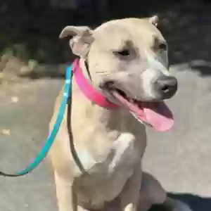 adoptable Dog in Cincinnati, OH named Kira