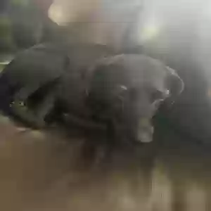 adoptable Dog in Greenville, SC named Bella