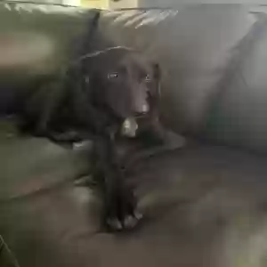 adoptable Dog in Greenville, SC named Camilla