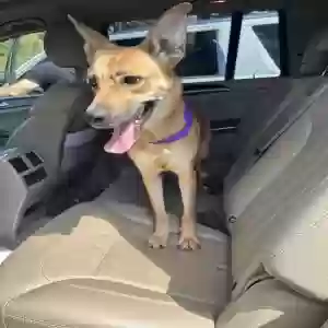 adoptable Dog in Atlanta, GA named Udon