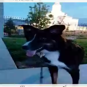 adoptable Dog in Orem, UT named Nakita