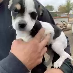 adoptable Dog in Logan, NM named BW