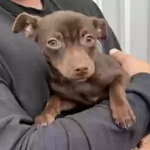 adoptable Dog in Logan, NM named Brownie