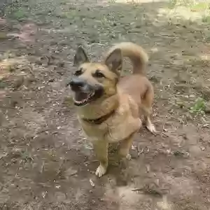adoptable Dog in Temple, GA named Mocha