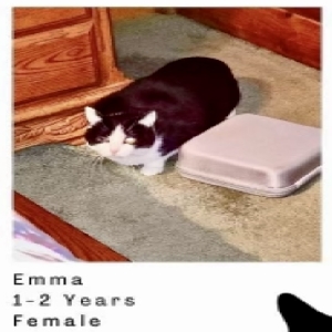 adoptable Cat in Gregory, MI named Emma