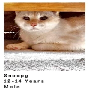 adoptable Cat in Gregory, MI named Snoopy