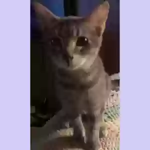 adoptable Cat in Wildomar, CA named Violet