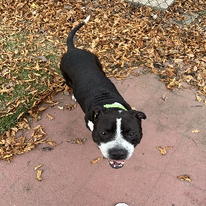 adoptable Dog in Warren, MI named Axle