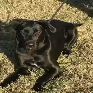 adoptable Dog in Plano, TX named Puma