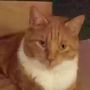 adoptable Cat in Manteno, IL named Yogi