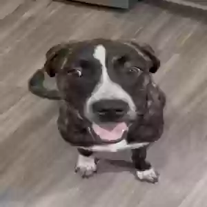 adoptable Dog in Warminster, PA named Rambo
