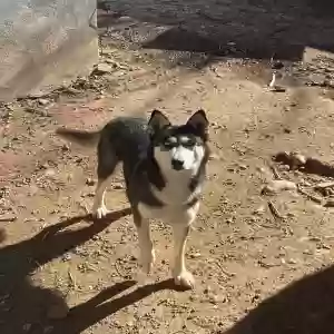 adoptable Dog in Santa Fe, NM named Blue