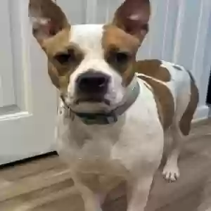 adoptable Dog in Pflugerville, TX named Roxy
