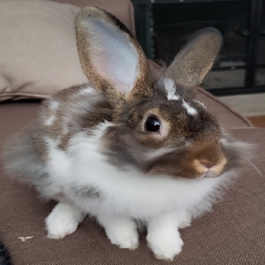 adoptable  in Sussex, NJ named Oreo and Coco