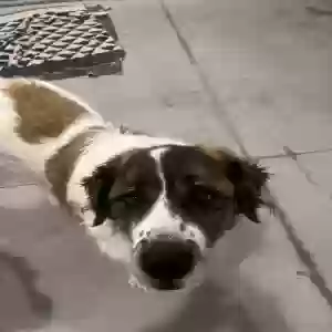 adoptable Dog in Alpharetta, GA named Adin