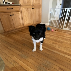 adoptable Dog in Charleston, IL named Soka