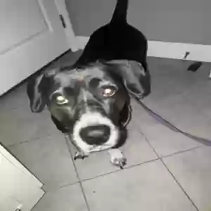 adoptable Dog in Sarasota, FL named Mocha