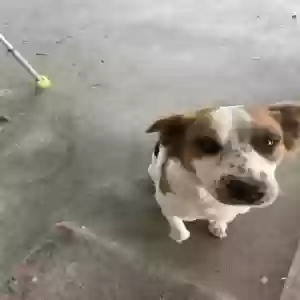 adoptable Dog in Tucson, AZ named Luna