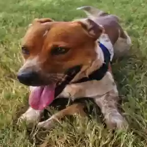 adoptable Dog in Spring, TX named Max