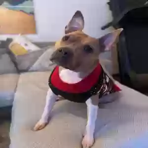 adoptable Dog in Riverside, CA named Miranda