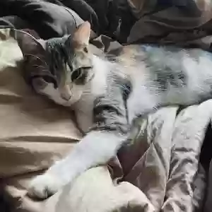 adoptable Cat in Aurora, CO named Sue