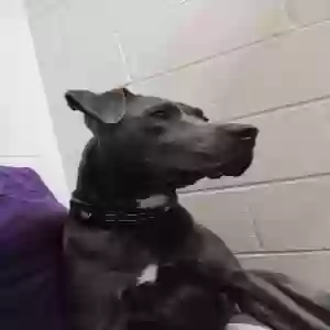adoptable Dog in Waco, TX named Diamond