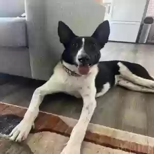 adoptable Dog in Camarillo, CA named Asher