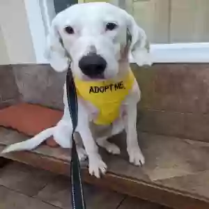 adoptable Dog in Little River, SC named Penny