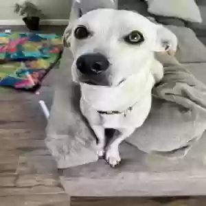 adoptable Dog in Lodi, CA named Kilo
