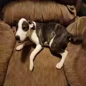 adoptable Dog in Charlestown, IN named Miracle