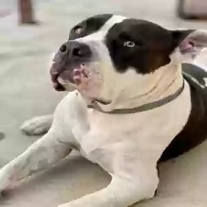 adoptable Dog in Perris, CA named Frankie