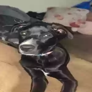 adoptable Dog in Spokane, WA named Tilly