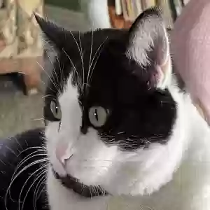 adoptable Cat in Ojai, CA named 💡 Lightening