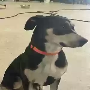 adoptable Dog in Denver, CO named Lily
