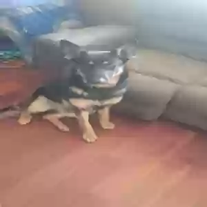 adoptable Dog in Moreno Valley, CA named Latto