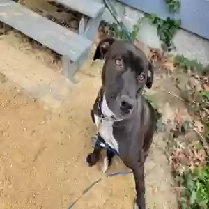 adoptable Dog in Washington, GA named Unknown but calling her Raven