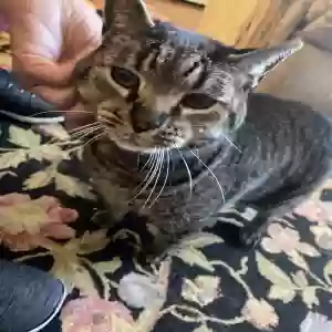 adoptable Cat in Smyrna, GA named Rudy