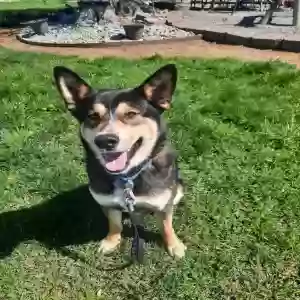adoptable Dog in Wilton, CA named Rex-E-Boy