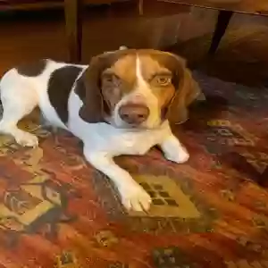 adoptable Dog in Augusta, GA named Finn
