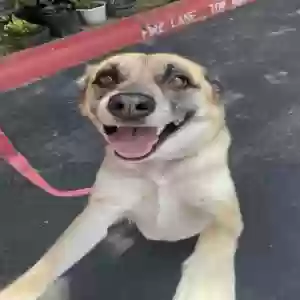 adoptable Dog in Austin, TX named Luna