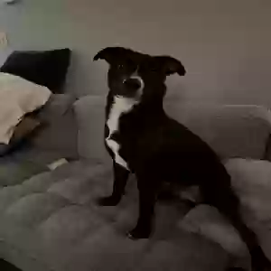 adoptable Dog in Hudson, FL named Oreo