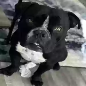 adoptable Dog in Vallejo, CA named Jackboy