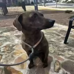 adoptable Dog in Alpharetta, GA named Bolt