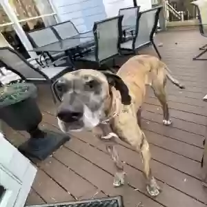 adoptable Dog in Cumming, GA named Tyga