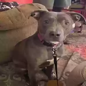 adoptable Dog in Snellville, GA named Cali